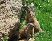 76 Marmotte sulla porta di casa...